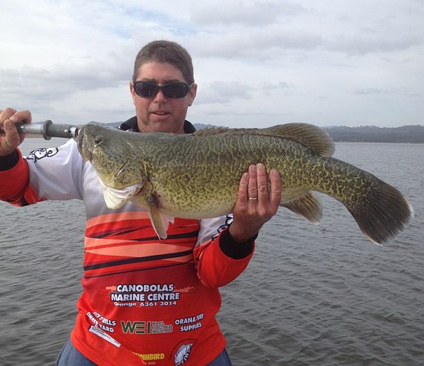 Chris Cleaver with his recently caught and released hybrid cod he likes to call a Murrout (cross between a Murray and trout cod).